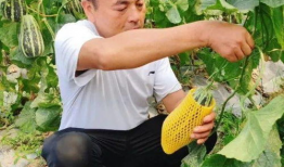 国产网暴吃瓜,吃瓜群众背后的真相与反思